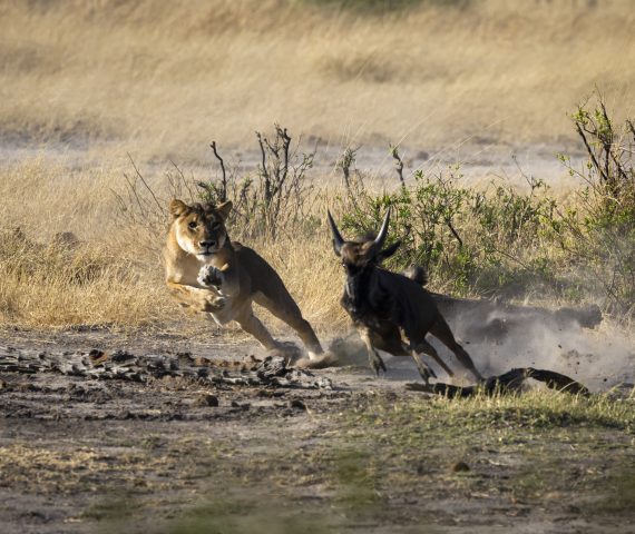michele_buhofer_photoart_Hwange_lioness_hunting
